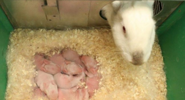 Proč může králíček hned po narození rozházet zajíčky a co dělat